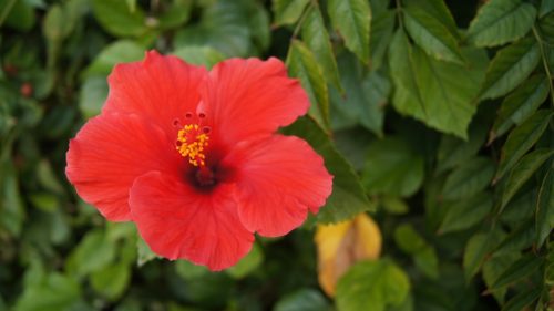 Hibiscus flower
