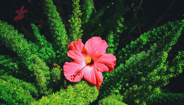 Hibiscus