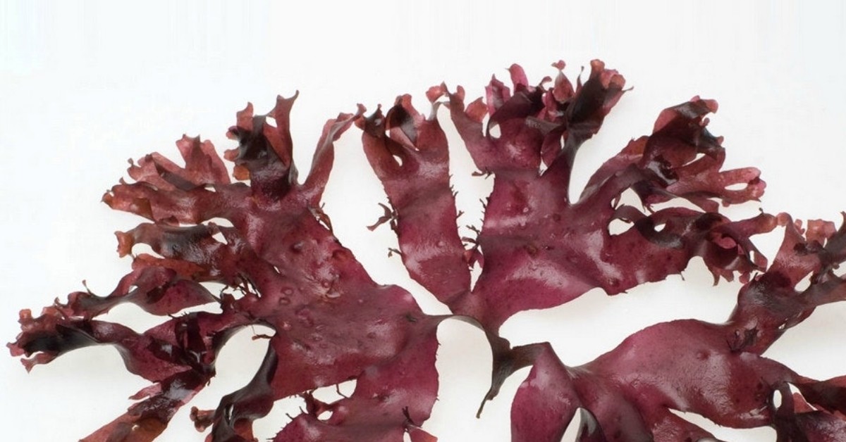 Health benefits of Dulse Seaweed