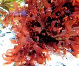 Dulse (red algae)