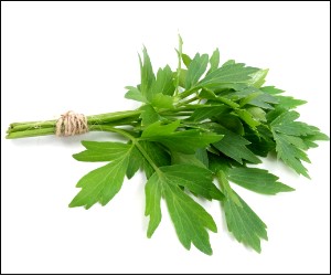 Lovage herb for Sirt Diet