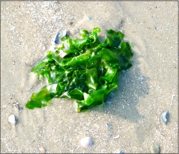 Sea Lettuce (Ulva) edible seaweed