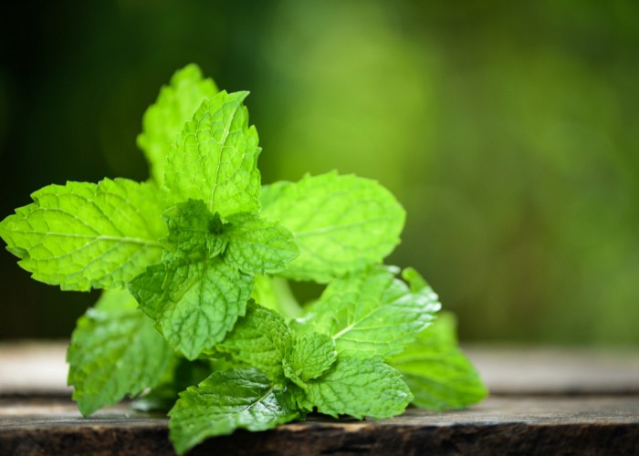 Fresh peppermint for tea