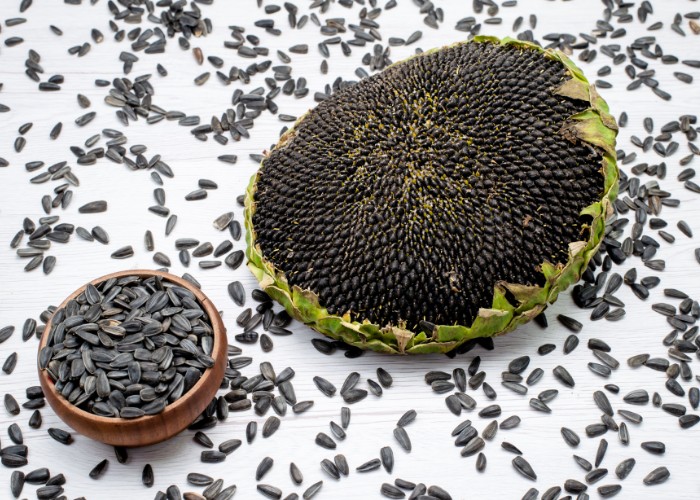 Sunflower seeds on a sunflower fruit