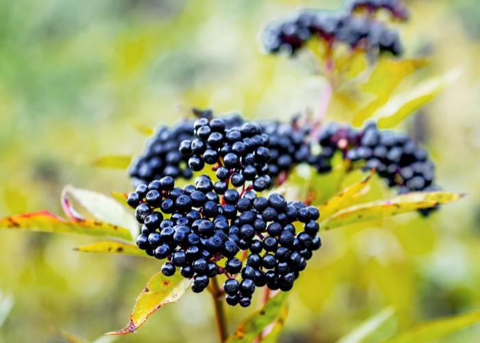 Black elderberries