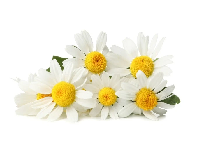 Chamomile flowers for tea