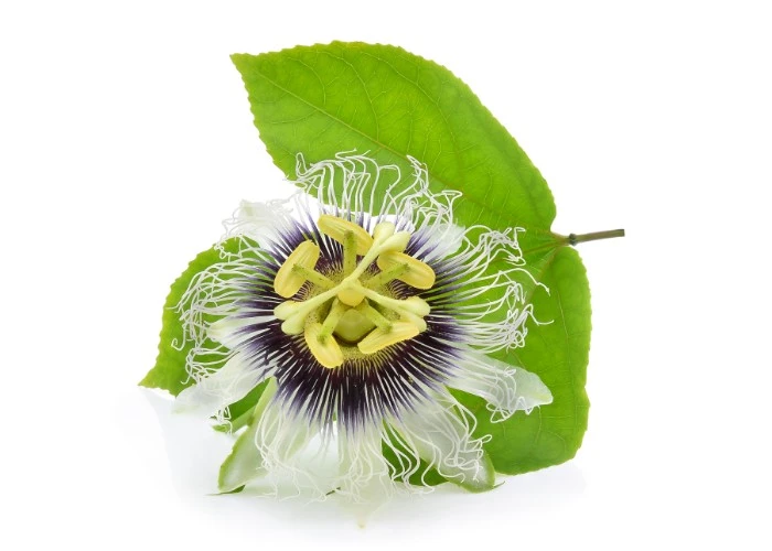 Passionflower