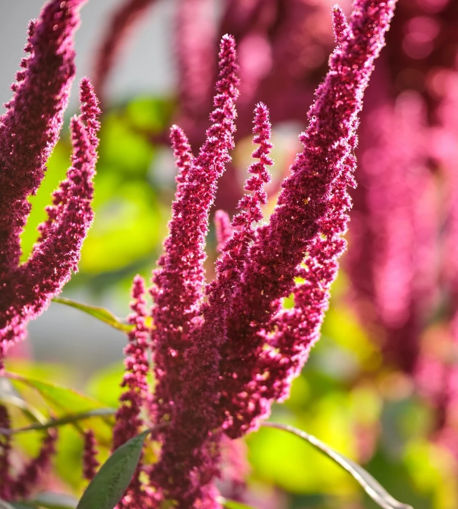 Amaranth plant